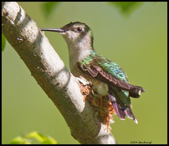_5SB2595 ruby-throated hb and nest.jpg